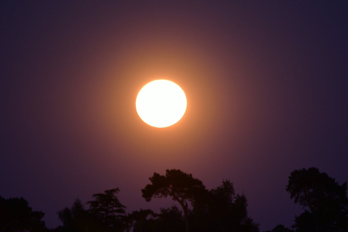 The flower moonrise
A beautiful sight tonight
#MoonHour #astronomy <a href="/ThePhotoHour/">#ThePhotoHour</a>