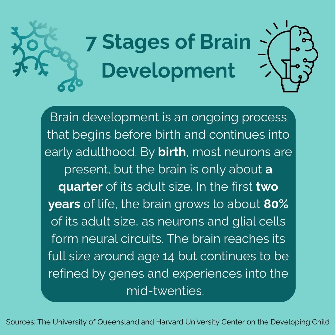 Curious about how your brain develops across your lifespan? Find out in today's post! 🧠✨

#simplyneuroscience #neuroscience #brain #development #stages #cell #neuron #science #fact #funfact