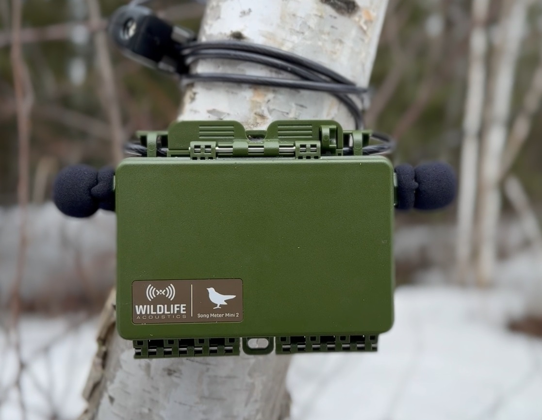 This is an instructional video on deploying a Song Meter Mini 2 for bird monitoring purposes produced by Mushkegowuk's Lands and Resources department. The department is currently implementing a community-based bird monitoring project utilizing this device.
youtube.com/watch?v=u2wrTM…