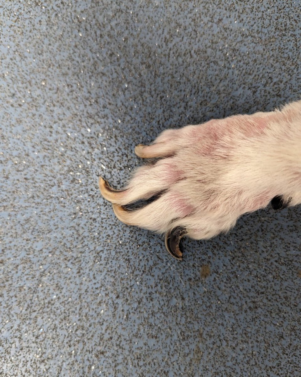 RSPCA (England & Wales) (@rspca_official) on Twitter photo 13-year-old Tilly was in a sorry state when she arrived at <a href="/RSPCA_WHS/">RSPCA Warrington</a> after her previous owner left her with an untreated skin disease 😞
She's totally transformed thanks to her foster family, and is now looking for her forever home.
Apply to adopt her: bit.ly/3YFANiG 13-year-old Tilly was in a sorry state when she arrived at <a href="/RSPCA_WHS/">RSPCA Warrington</a> after her previous owner left her with an untreated skin disease 😞
She's totally transformed thanks to her foster family, and is now looking for her forever home.
Apply to adopt her: bit.ly/3YFANiG