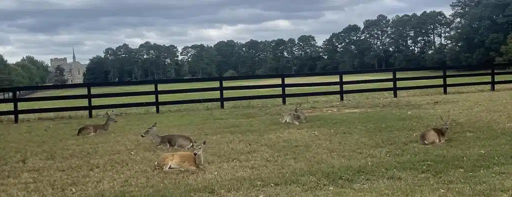 House o’ Dreams Trail - Hiking the House o’ Dreams trail, located at Berry College in Rome, Georgia #berrycollege #gadnr #houseodreams #houseodreamstrail #romega Read more: trailsandtap.com/house-o-dreams…