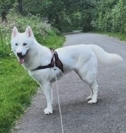 rosiedoc666's tweet photo. JUNIPER, MISSING From MOEL Y GAMELIN, β°οΈ #BRYNEGLWYS, #DENBIGHSHIRE, #LL21 WALES
LAST SEEN -what3words -
///tonal.dices.snooze
SINCE MONDAY 12/5/25
PLS CALL NUMBER WITH ANY SIGHTINGS/INFO TY
@northwaleslive @NorthWalesChron @CarolPoyerPeett @ruthwill64 @BryantDjbryant @bs2510 https://t.co/3hJGs2wu0s