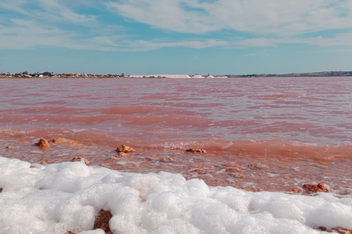 Con el aumento de las temperaturas, el agua de la laguna salada de #Torrevieja va tornándose cada vez más rosa debido al aumento de los microorganismos que en ella habitan. El viento agita esas aguas y forma esa espuma natural que vemos en la orilla. Foto: Adrián Rodríguez.