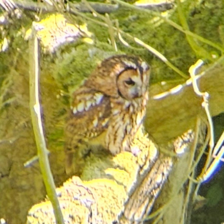A steady day around Flamborough today and always a great spectacle to see the seabird colonies (including Puffins) at Bempton Cliffs. The best of the migrants included a male Whinchat at North Landing and a Spotted Flycatcher (plus a showy Tawny Owl) at South Landing.