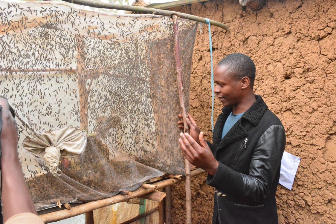 Agronomme_'s tweet image. In the hills of @GicumbiDistrict, @Byumbasector1, Uzabakiriho Alphonse stands out as an ordinary farmer turned innovator, thanks to the #PRISMProject.

When Alphonse received two pigs and initial feeds from #PRISM, he didn’t stop there. He began asking the right question:........