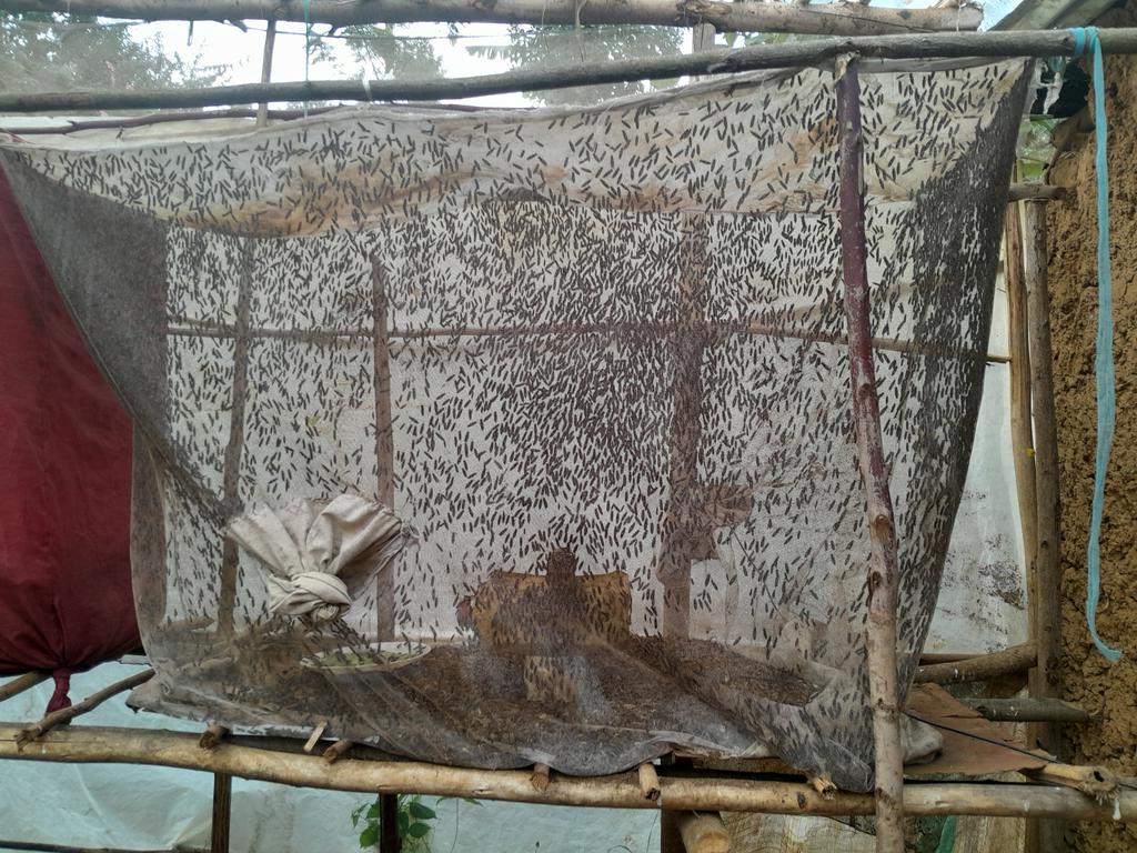 Agronomme_'s tweet image. In the hills of @GicumbiDistrict, @Byumbasector1, Uzabakiriho Alphonse stands out as an ordinary farmer turned innovator, thanks to the #PRISMProject.

When Alphonse received two pigs and initial feeds from #PRISM, he didn’t stop there. He began asking the right question:........