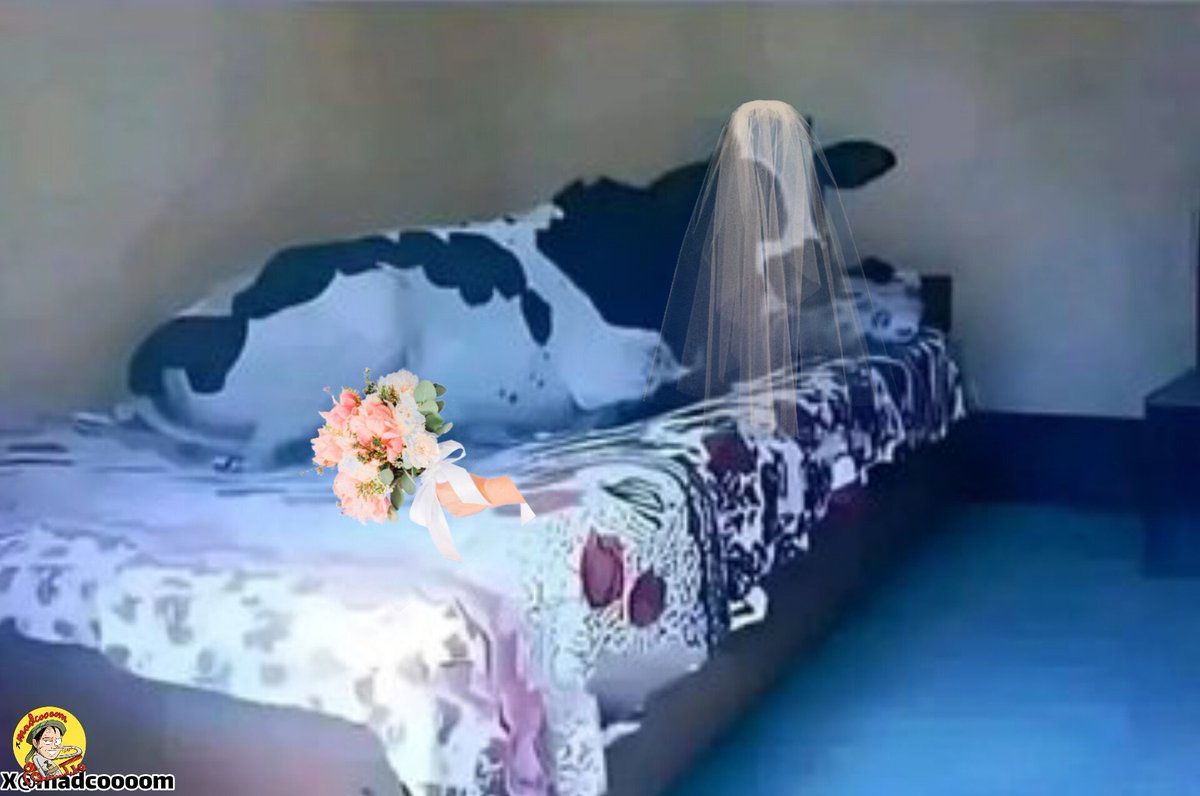 البقرة تنتظر الحلاب ..