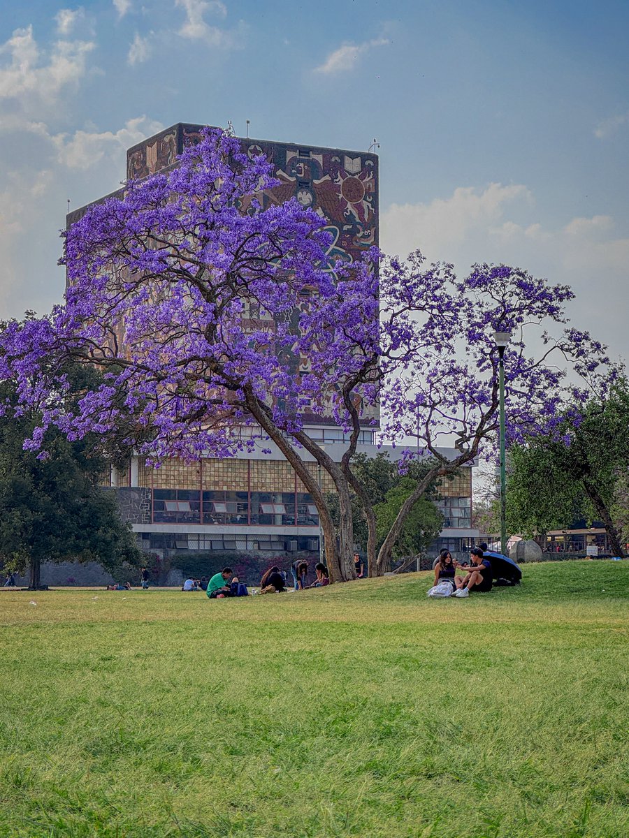 UNAM_MX's tweet photo. Aires de primavera... 💜
#JacarandaUNAM capturada por @angel33sb > https://t.co/7pT3iWimUf https://t.co/KKykGlwRFO