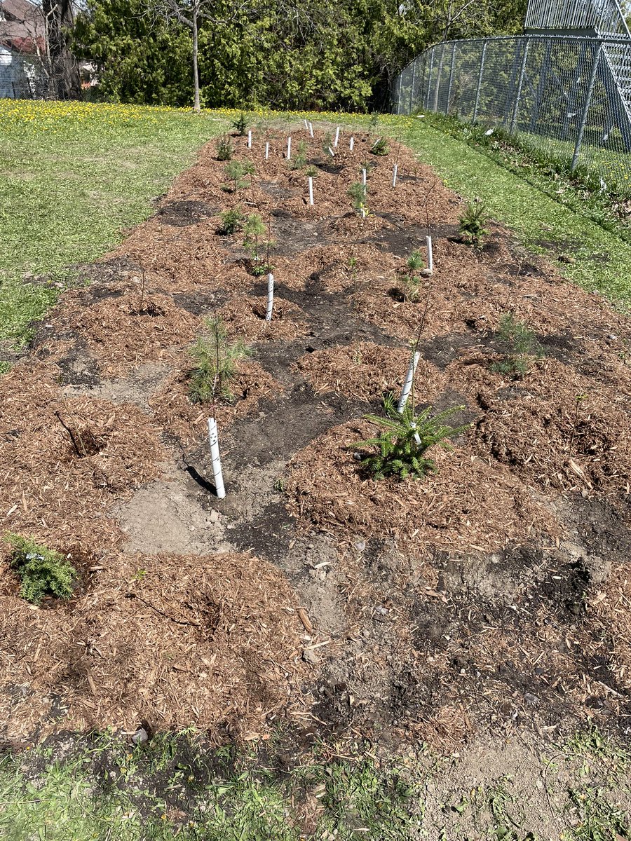 Fred C. Cook PS (@fredccookps) on Twitter photo Putting down roots during World Mental Health Week, enjoying the fresh air and making a difference for our world <a href="/EcoSchoolsCAN/">EcoSchools Canada</a> <a href="/LSRCA/">Lake Simcoe CA</a> <a href="/CdnTreesforLife/">Trees for Life</a> Putting down roots during World Mental Health Week, enjoying the fresh air and making a difference for our world <a href="/EcoSchoolsCAN/">EcoSchools Canada</a> <a href="/LSRCA/">Lake Simcoe CA</a> <a href="/CdnTreesforLife/">Trees for Life</a>