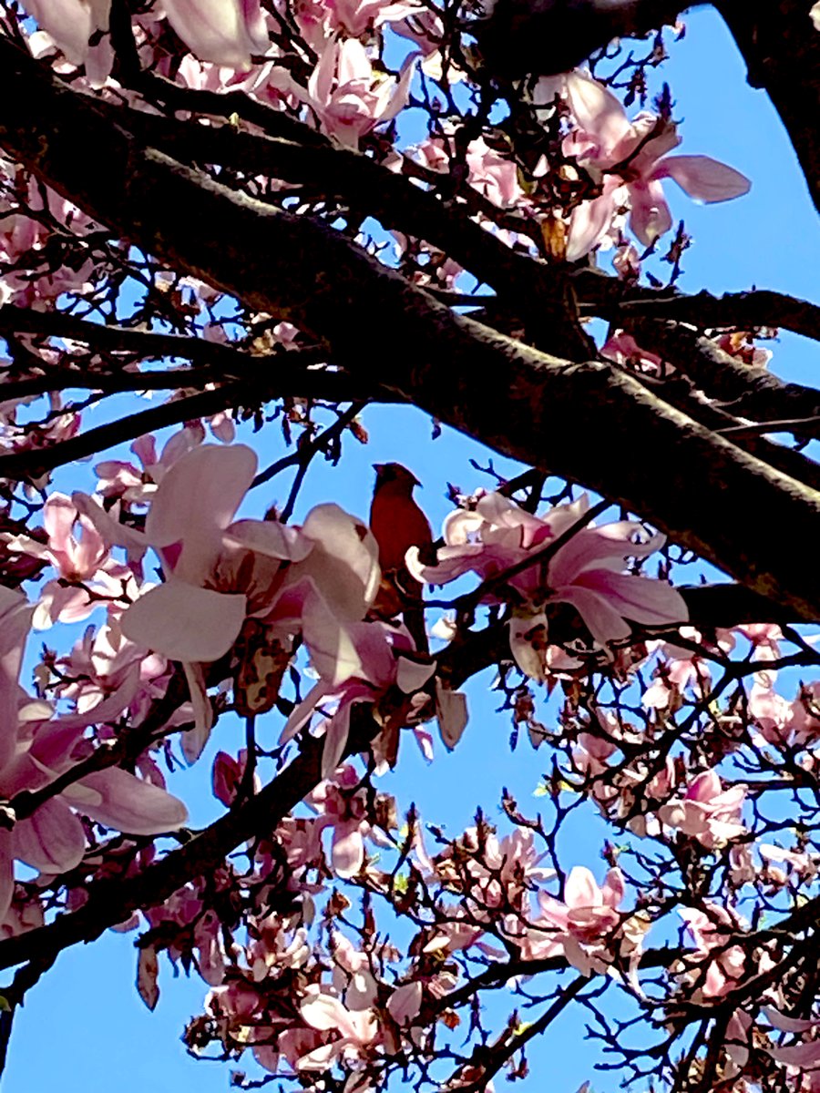 DaniInGeneral's tweet image. Birds &amp;amp; Blooms