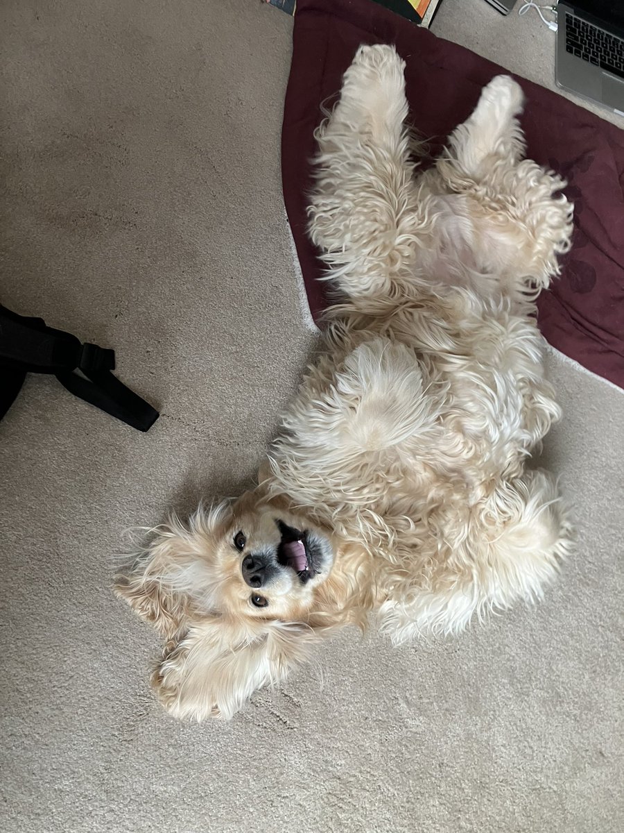 mattpodwysocki's tweet image. Heartbroken today as Mari crossed the rainbow bridge today. She fought bravely against cancer and a bit chunk of me feels missing today. She was the best friend and companion I could have ever asked for.