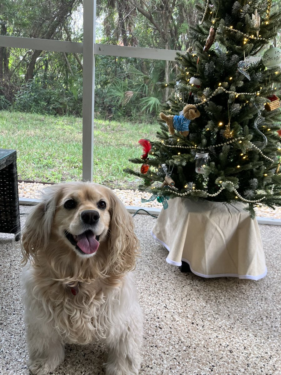 mattpodwysocki's tweet image. Heartbroken today as Mari crossed the rainbow bridge today. She fought bravely against cancer and a bit chunk of me feels missing today. She was the best friend and companion I could have ever asked for.