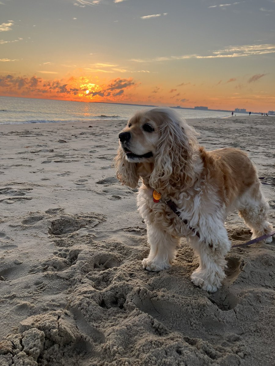 mattpodwysocki's tweet image. Heartbroken today as Mari crossed the rainbow bridge today. She fought bravely against cancer and a bit chunk of me feels missing today. She was the best friend and companion I could have ever asked for.