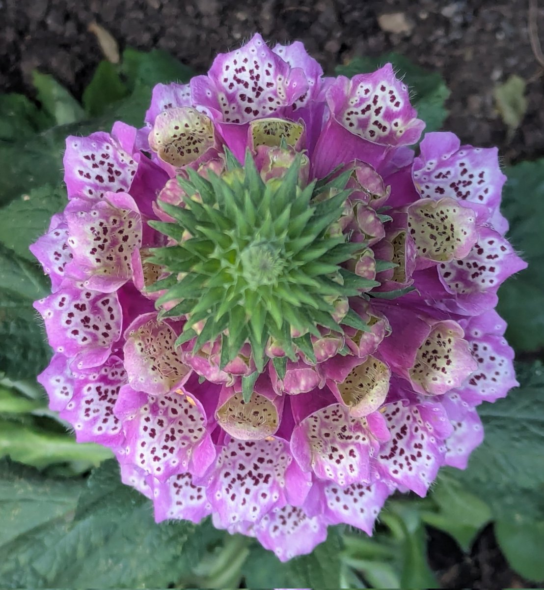 You've got to love a glove from above. 
🌿🦊🧤 ✌️😌 
#GardensHour #Flowers #spring