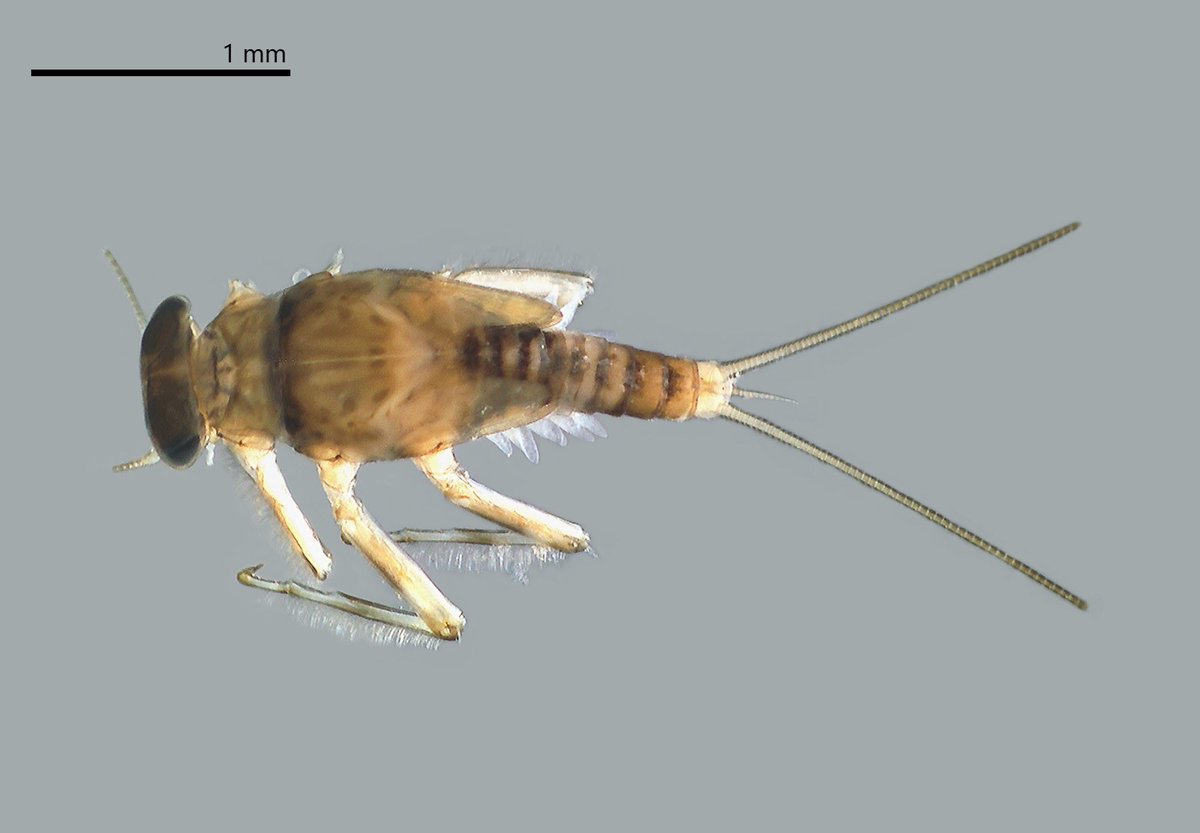 Catálogo Macroinvertebrados acuáticos cavernícolas de Colombia: 18 phyla, 53 familias y más 90 spp. (12 nuevos reportes). Pronto 📕 Biodiversidad cavernícola Colombia. Gracias <a href="/U_ElBosque/">Universidad El Bosque</a> <a href="/inst_humboldt/">Instituto Humboldt</a> . eQual, <a href="/Biolocristian/">Cristian Enrique Granados Martínez</a> <a href="/MFLopezPrada/">MF</a>