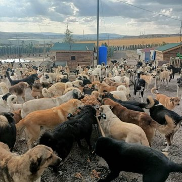 Emekliler açlık sınırında yaşarken Belediyelerin mama ihalesi yapması ve kamu kaynaklarını başıboş köpeklere harcaması korkunç bir israftır ve akıl tutulmasıdır...
