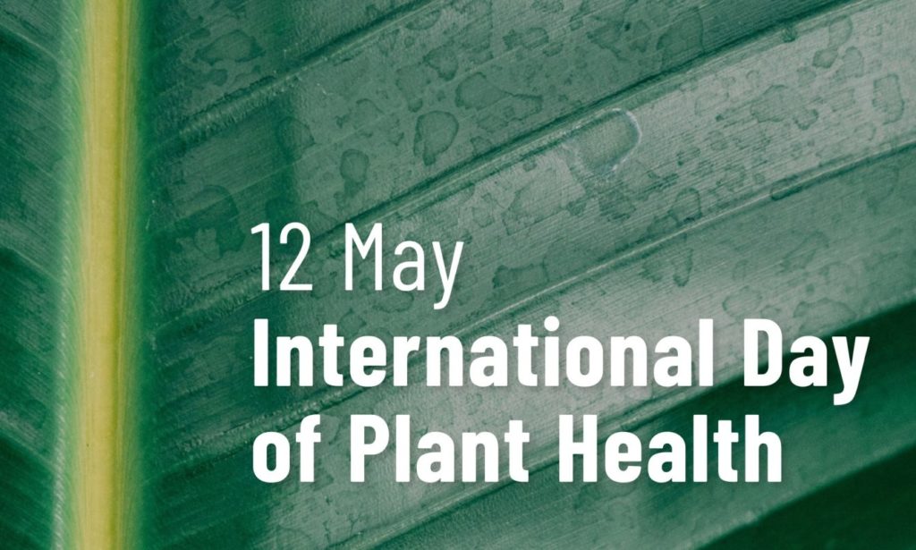 Today is #InternationalPlantHealthDay🌱
Healthy plants are the foundation of food security, sustainable ag, and a thriving economy and it all starts with healthy seeds! #SeedInnovation #CdnAg