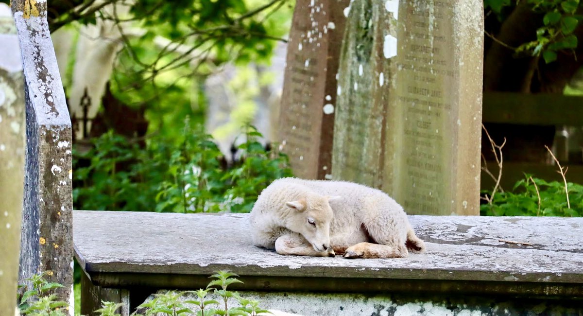 My wife took this beautiful photo of a lamb asleep on a tomb in the ancient churchyard of Arbory Church, Ballabeg, Isle of Man. The sheep are there for to keep the grass and weeds down where machines might cause damage.

Love my churches. They are so special!