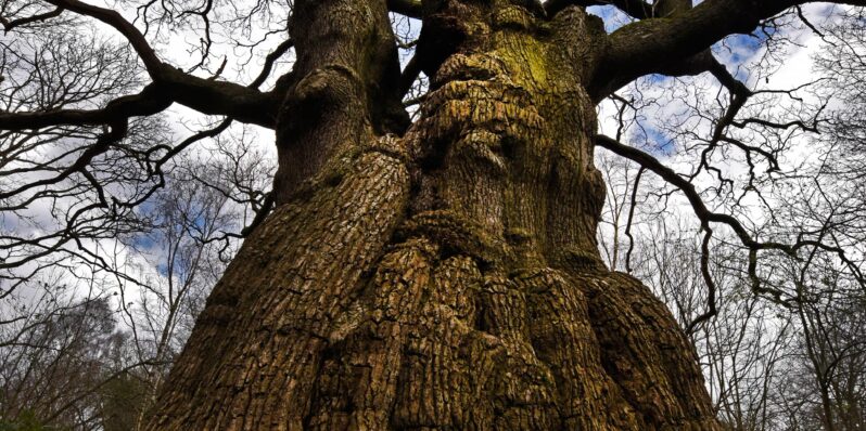 Heath & Hampstead (@handhsocheath) on Twitter photo Join us for a spiritual tree walk across #HampsteadHeath on Sunday, May, 18. We meet at 2 pm at Roslyn Hill Chapel. This walk is done in cooperation with Heath Hands and requires registration:  heathandhampstead.org.uk/hhs_walks/tree… Join us for a spiritual tree walk across #HampsteadHeath on Sunday, May, 18. We meet at 2 pm at Roslyn Hill Chapel. This walk is done in cooperation with Heath Hands and requires registration:  heathandhampstead.org.uk/hhs_walks/tree…