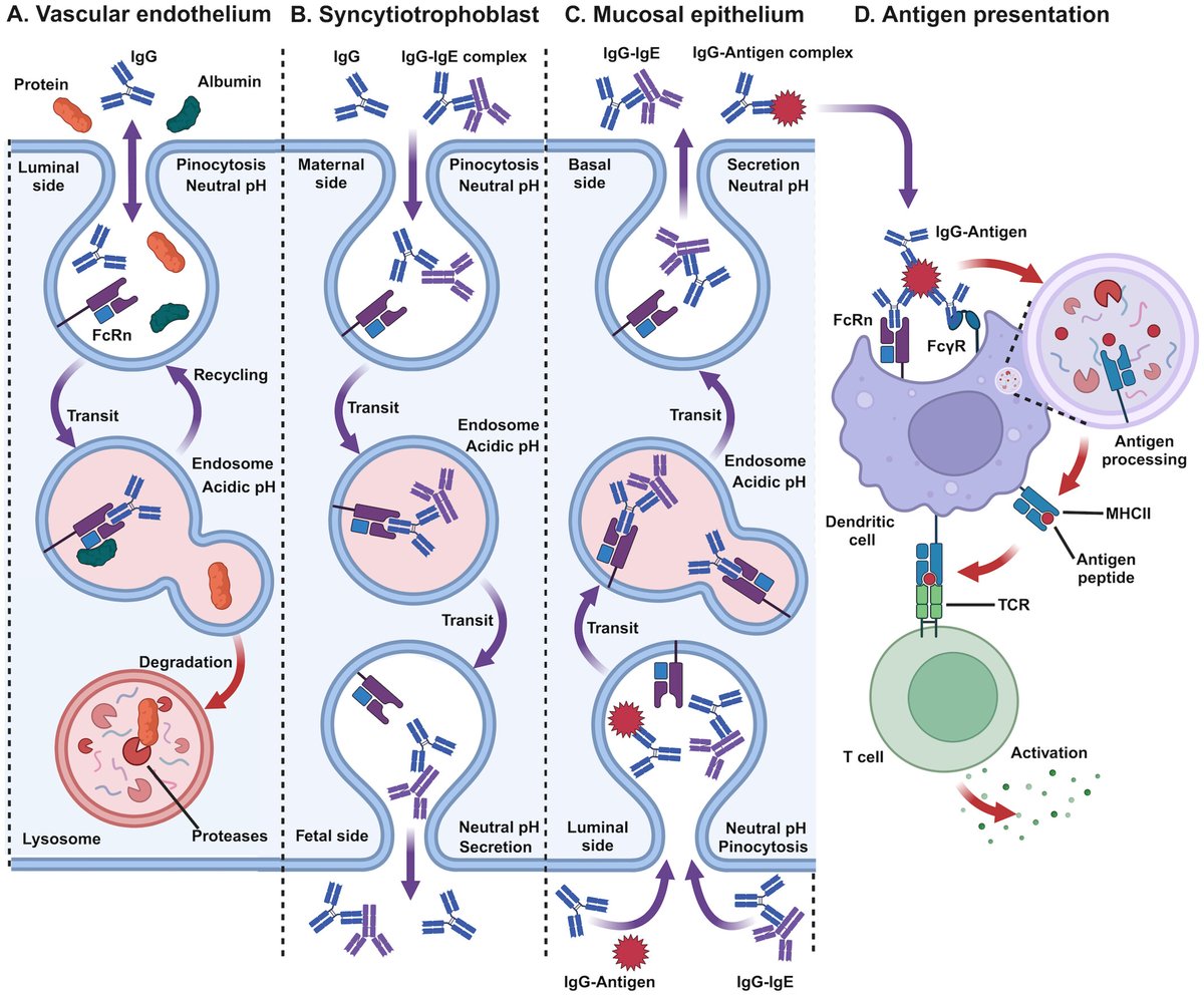 StJohnLab's tweet image. Excited to share our new #OpenAccess review: "Maternal IgE Influence on Fetal and Infant Health" led by Jozef. We discuss how maternal #IgE shapes fetal immunity and the shift to intrinsic early-life IgE production, with implications for #allergy onset.
👉 doi.org/10.1111/imr.70…