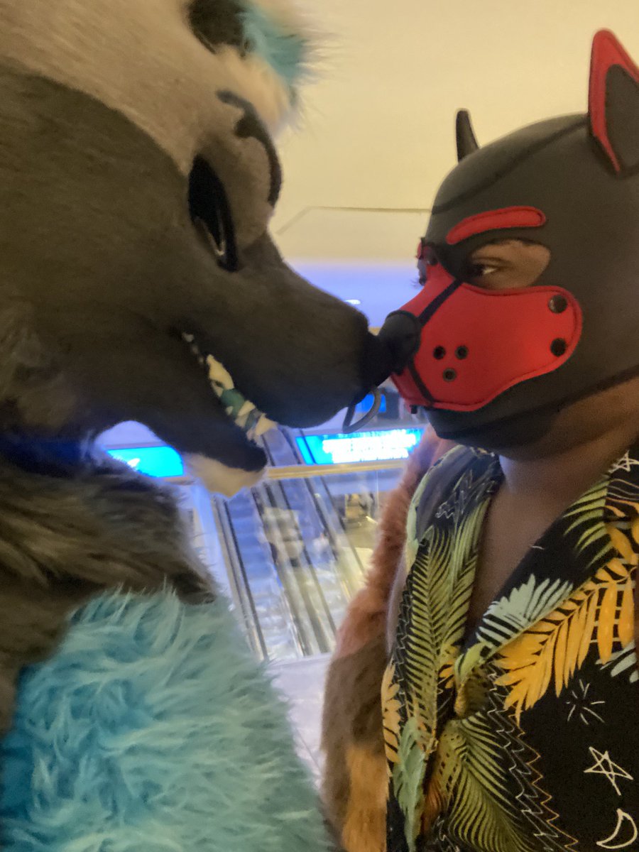 Pupfury🐾 (@whaaattmeee) on Twitter photo I had an amazing weekend at #FWA2025 and got to meet so many amazing friends and be handled to these two goobers
Thank you <a href="/YrKingBruno/">King_Bruno 👑🐺</a> and <a href="/Eclipse_Warnock/">Eclipse Warnock/Hootdaddy 🔜 BLFC</a> for making me feel loved and taken care of. Till next year!! I had an amazing weekend at #FWA2025 and got to meet so many amazing friends and be handled to these two goobers
Thank you <a href="/YrKingBruno/">King_Bruno 👑🐺</a> and <a href="/Eclipse_Warnock/">Eclipse Warnock/Hootdaddy 🔜 BLFC</a> for making me feel loved and taken care of. Till next year!!
