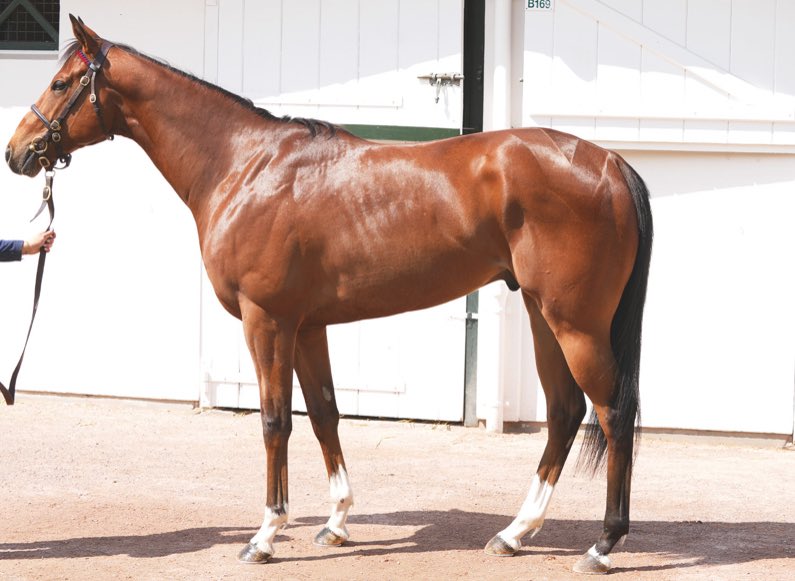 Delighted to purchase and sign for two lots <a href="/InfoArqana/">ARQANA</a> with <a href="/PythiaSports/">Pythia Sports</a> <a href="/BrzUps/">Breeze Up Sales</a> 

Lot 10 - bought for a trading syndicate and goes to <a href="/tomcloverracing/">Tom Clover Racing</a> from <a href="/Knockgraffon/">Knockgraffon Stables</a> 

Lot 72 - bought for client of <a href="/johnquinnracing/">Sean Quinn</a> from <a href="/ANBloodstock/">A&N Bloodstock</a> 

Hopefully they are both lucky! Great
