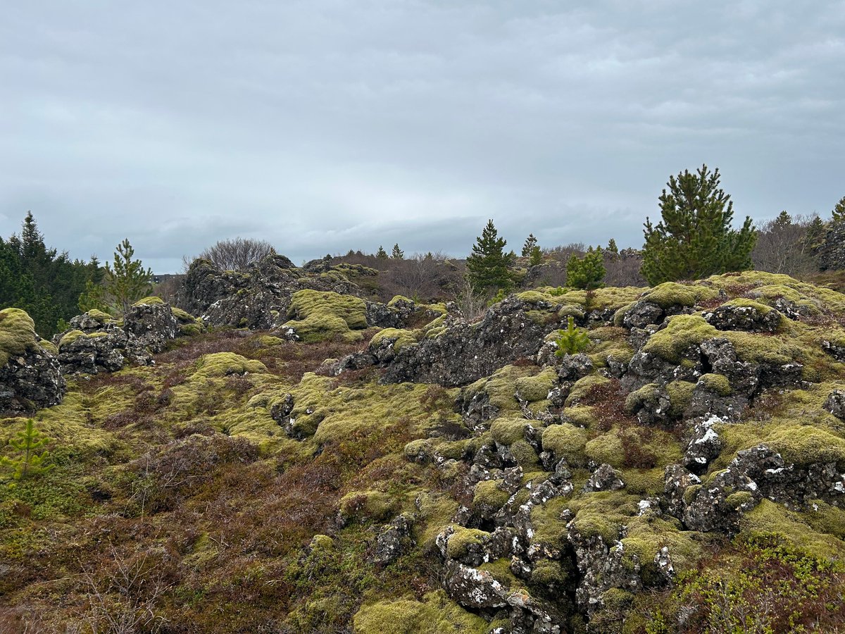 RTJ2GolfDesign's tweet image. Our latest design is in Iceland. Bruce Charleton and Mike Gorman recently wrapped up preliminary site routing studies on a spectacular site near Reykjavik.