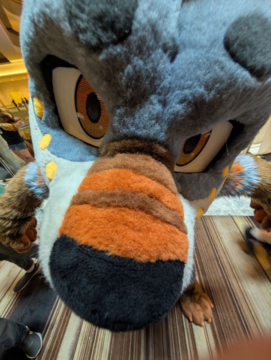 Klauth! (@klauthkat) on Twitter photo I LOVED seeing almost (rip) all of my friends at FWA, I cannot wait to catch you fluffy beasts at AC next!! 🧡❤️🔥 I LOVED seeing almost (rip) all of my friends at FWA, I cannot wait to catch you fluffy beasts at AC next!! 🧡❤️🔥
