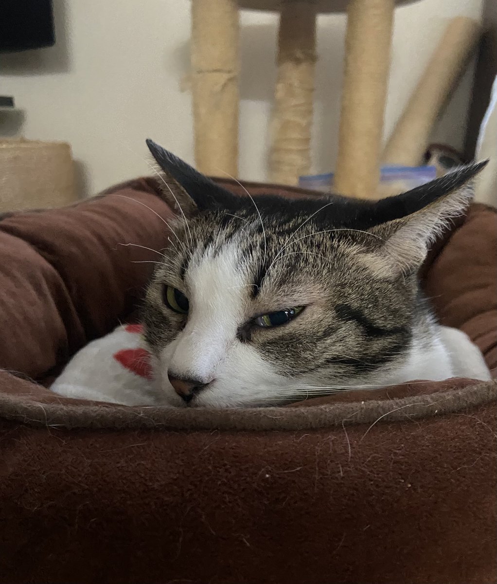 おはようございます。
流し目が粋じゃないかー！

#猫のいる暮らし