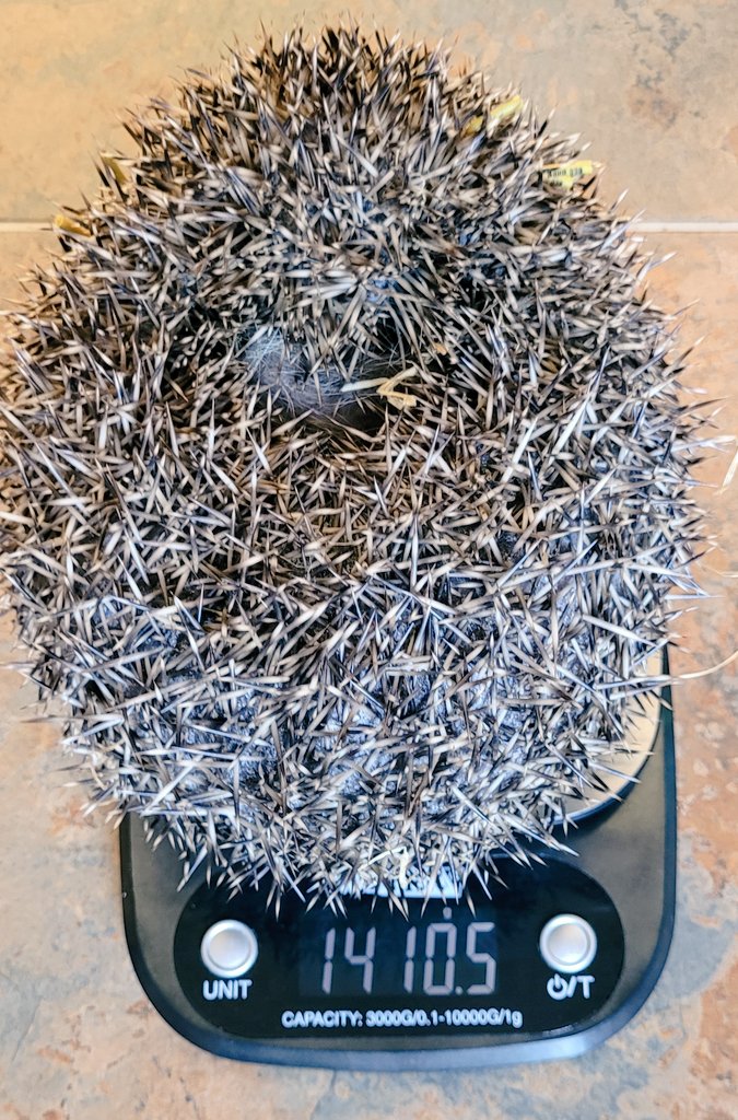 Lizzie was ready for release last week, but she was too fat &amp; couldn't fully curl 😱
Tonight, she's free, back to finders garden with my hedgehog box on loan &amp; donated food. 
She's a big girl at 1.4kg &amp; still growing. 
Very shy, so no face pics, I'm afraid, but that's good ☺️ 🦔