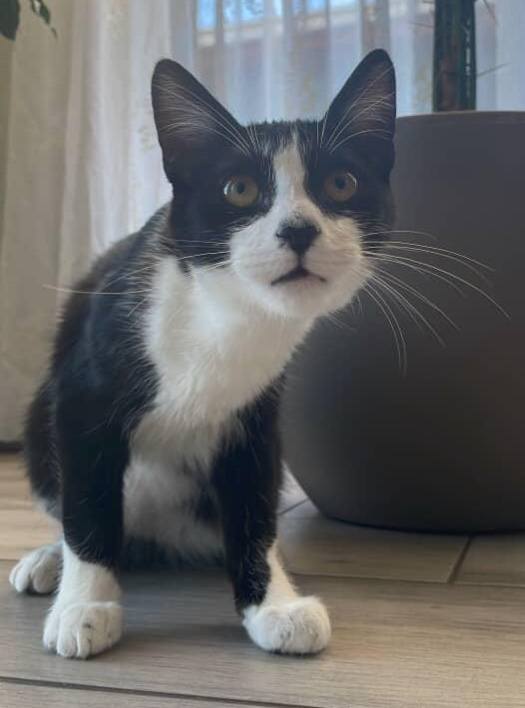 Buscan a Otto. Se extravió desde la calle Los olivos, población Corhabit en Penco. Es un bebé de 5 meses. Si alguien lo ve, por favor retener y llamar al +56932094055. Favor RT!
#Penco