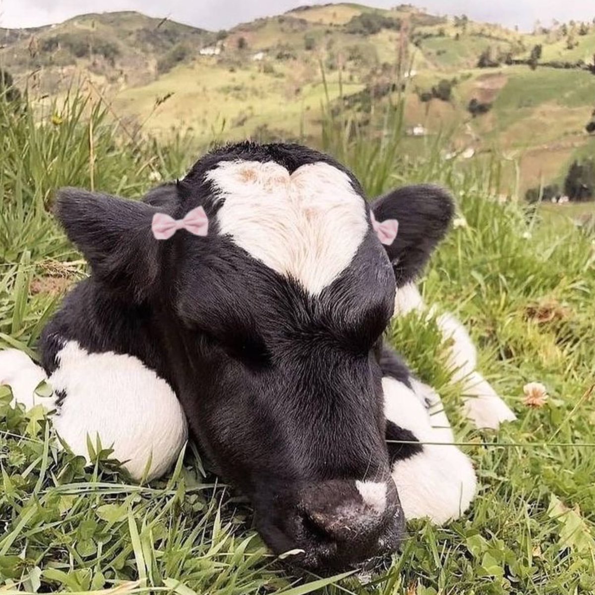 heartipink's tweet image. heart cow to cheer you up