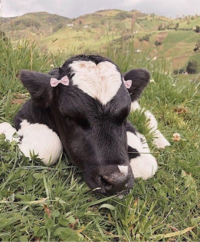 heartipink's tweet image. heart cow to cheer you up