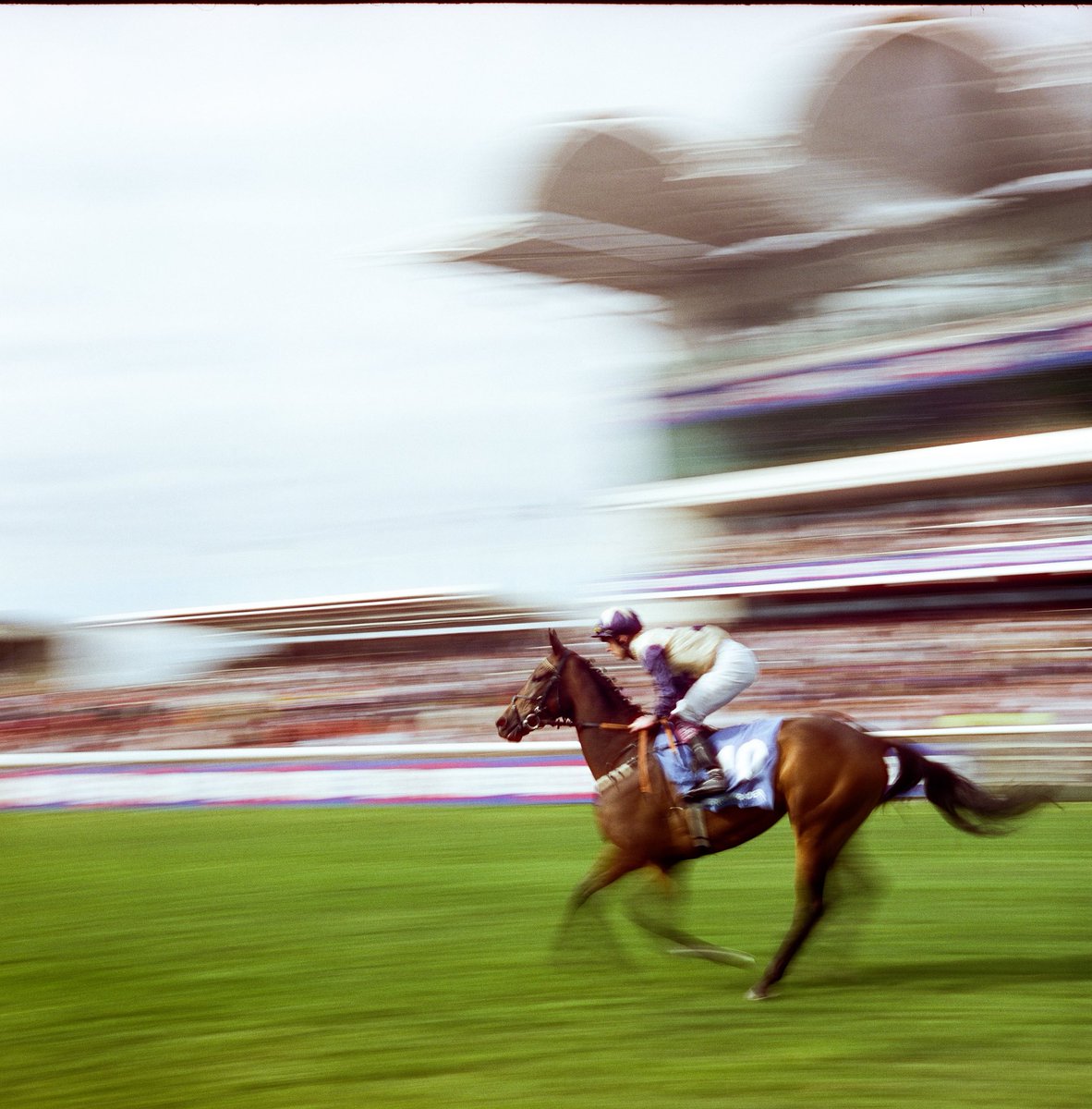 Race horse in motion, shot on medium format film 🏇🎞️