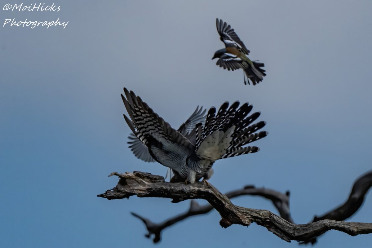 Sofa Birding (@sofabirdermoi) on Twitter photo Chaffinch take on Cuckoo. 12-05-25
<a href="/BBCSpringwatch/">BBC Springwatch</a> <a href="/WildlifeMag/">BBC Wildlife</a> <a href="/KentishPlover/">KOS</a> <a href="/CountryfileMag/">Countryfile Magazine</a> <a href="/RSPBbirders/">RSPB Birders</a> Chaffinch take on Cuckoo. 12-05-25
<a href="/BBCSpringwatch/">BBC Springwatch</a> <a href="/WildlifeMag/">BBC Wildlife</a> <a href="/KentishPlover/">KOS</a> <a href="/CountryfileMag/">Countryfile Magazine</a> <a href="/RSPBbirders/">RSPB Birders</a>