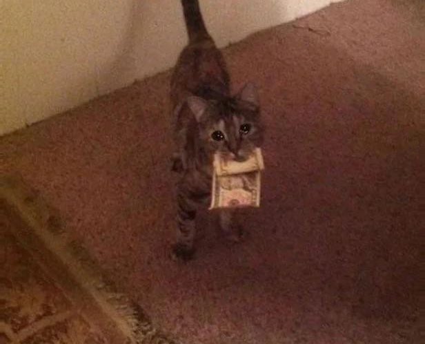 how much for more bed rotting