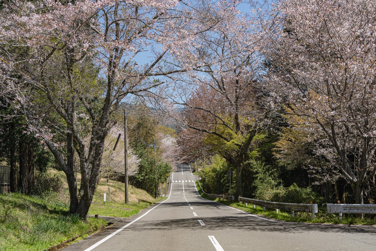 日吉市街を取り囲むように伸びる道、フルーティライン。九州の新緑は早く桜と共に。広域農道の魅力に目覚めた…。