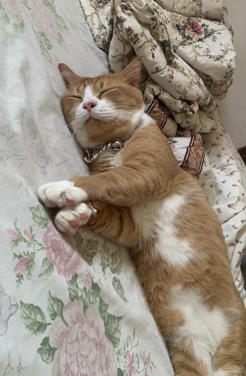 gembulgembroot's tweet photo. Selamat pagi dari kucing malas yang suka physical touch https://t.co/fhSagk0mMp