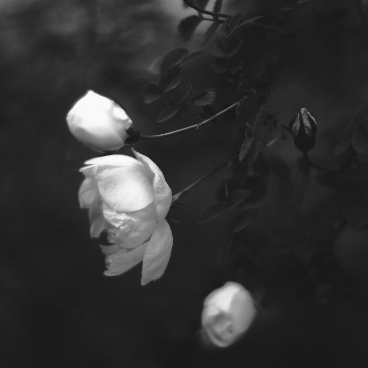 ——— 𝙢𝙤𝙩𝙝𝙚𝙧 𝙣𝙖𝙩𝙪𝙧𝙚 .ᐟ (@flowerandfear) on Twitter photo 