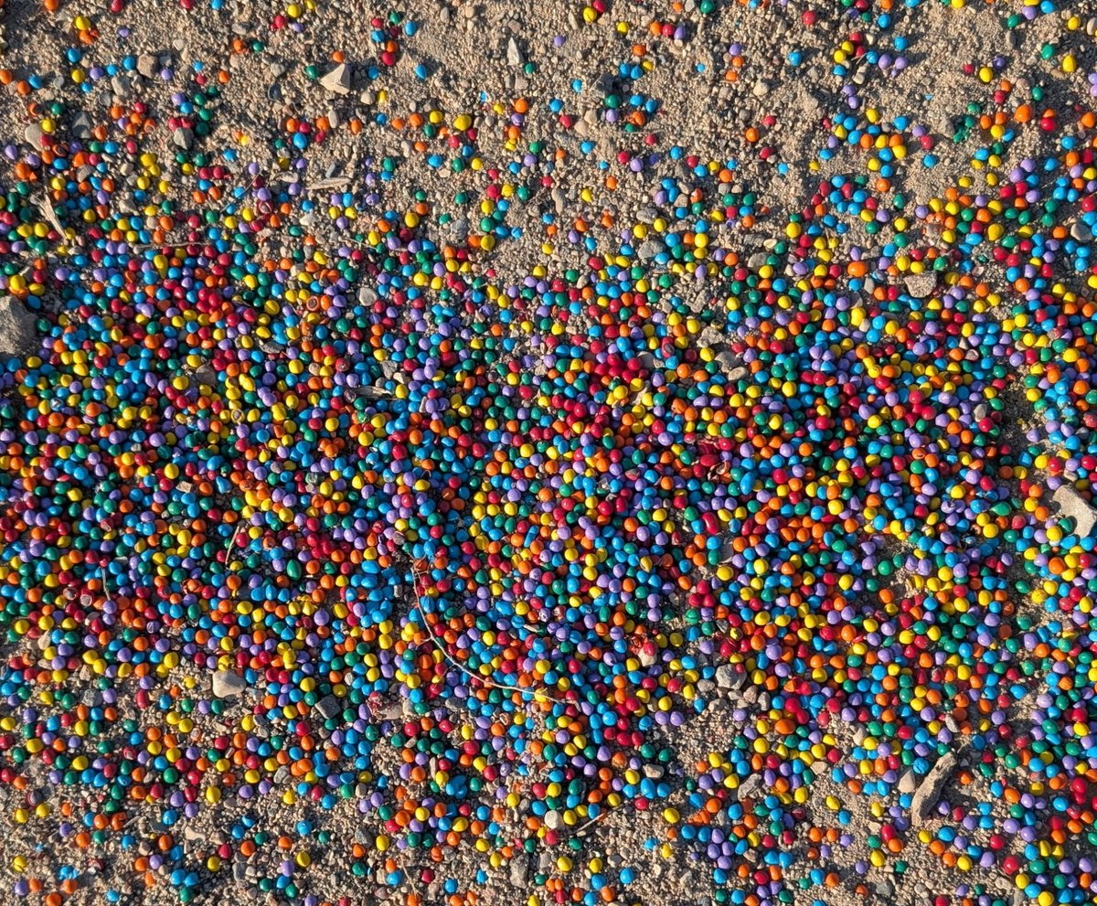 A friend saw this little pile of something on the road.  Any ideas what it is?!