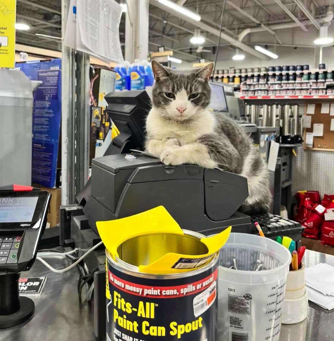 Bodega Cats (@bodegacats_) on Twitter photo 