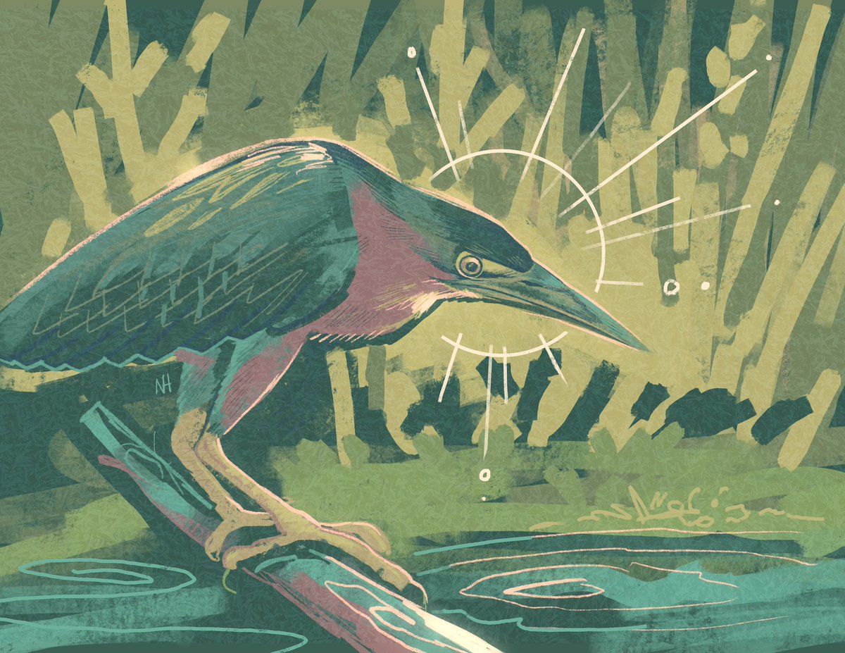 Ls1389's tweet image. Saw a green heron today 🍃