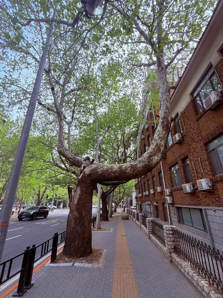 JusssTony's tweet image. Walk yesterday afternoon to Xinghai Square 170k m2 making it the largest urban square in Asia. 

Fresh BBQ squid for dinner 
Unique coffee stops
What’s the go with knuckles?

Definitely Chinese after the Korean stop in Dandong ✌️

Pics in thread 👇

#RandomPics
#DalianChina