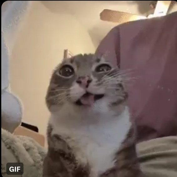 WHAT THIS GIF CALLEDDD