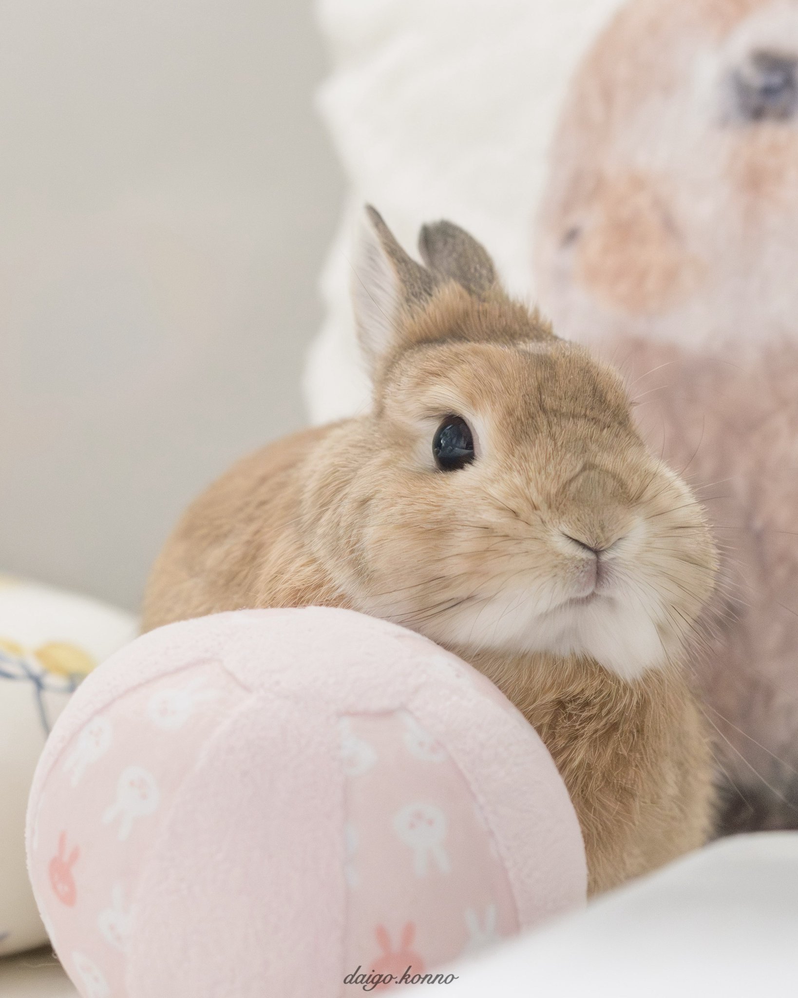 うさぎお嬢さまシール | うさあにゃ 公式SHOP