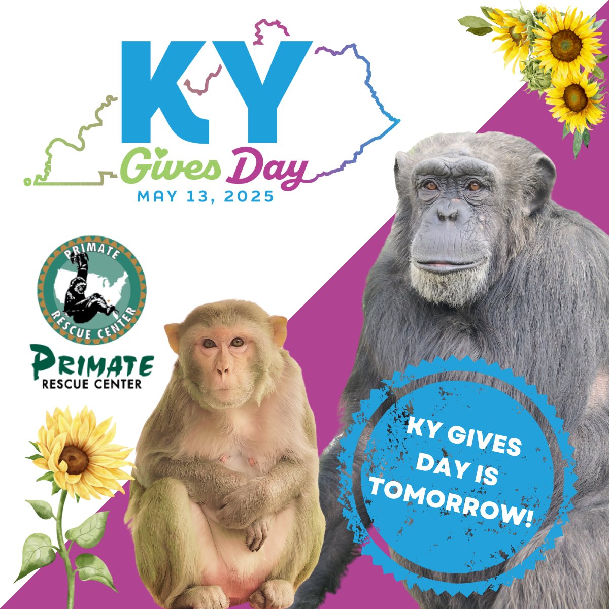 prim8rescue's tweet image. Kentucky Gives Day kicks off tomorrow! We’re aiming higher than ever with a $15K goal and $1K match
from @modernwoodmen1883 “Wild About Animals”
campaign. Donate now through 11:59pm tomorrow to support the PRC apes and monkeys🐵
kygives.org/organizations/…
#kygives25