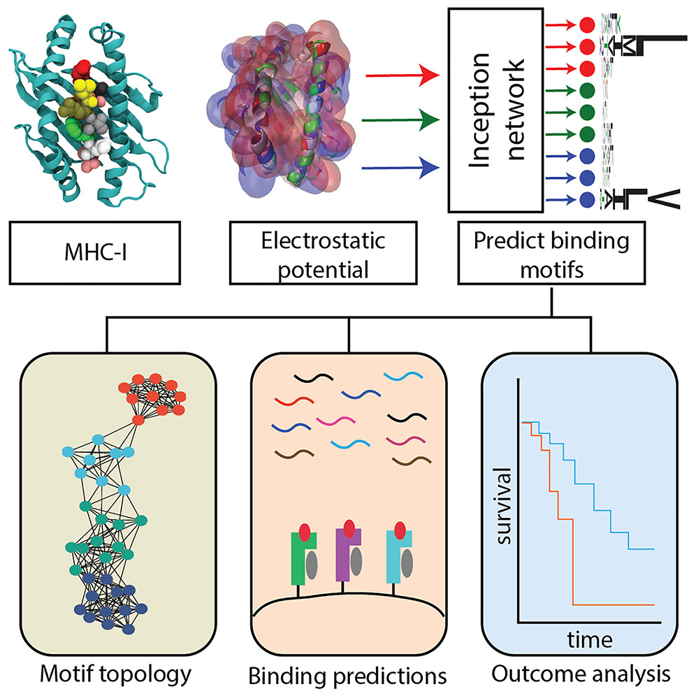 We introduce HLA-Inception, a deep learning model that predicts MHC-I peptide binding motifs using only electrostatic features of the binding pocket—offering a physics-based alternative to traditional sequence-based approaches. Trained on just 133 alleles, the model generalized