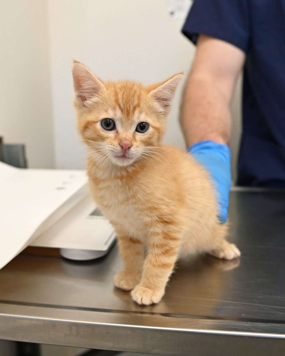 Say hello to Flax, Caracara, Sesame, &amp; Kumquat! Right now, these cuties are settling into foster care as they await their spay/neuter surgeries. They’re learning what it means to feel safe, secure, and loved in a home. Keep an eye on our adoptable pets at animalcenter.org/adopt-a-pet/.