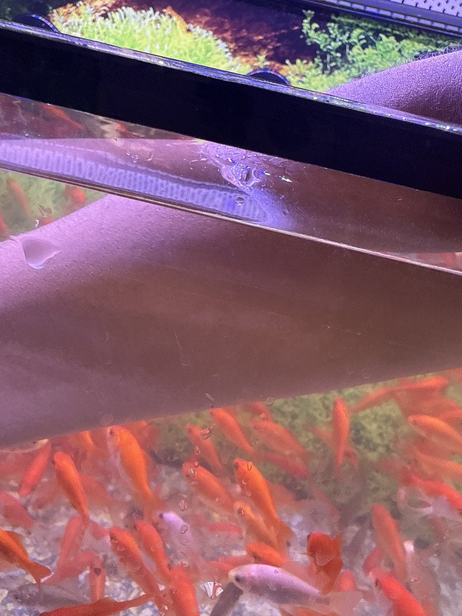 throwing sum on da grill tn