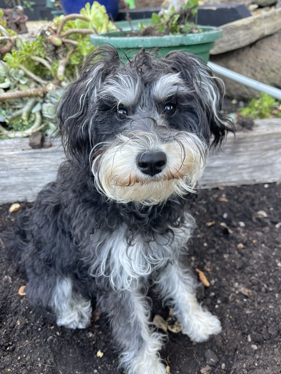 This is KIRBY.

He is 10 months old. He is very smart.

He would like to be the Special Envoy For Animal Justice when he grows up. 

But he has to learn about cows and sheep &amp; other stuff first. 

#ausvotes #puppies #SpecialEnvoy